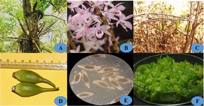 Micropropagation and assessment of genetic stability of Dendrobium transparens Wall. Ex Lindl. using RAPD and ISSR markers
